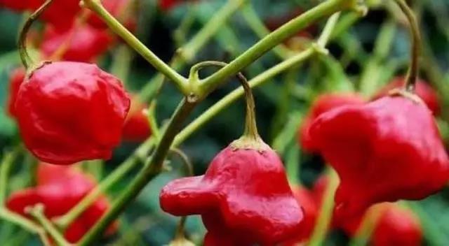 把辣度为500000度的魔鬼辣椒蒸着吃或涮着吃,结果…… - 知乎