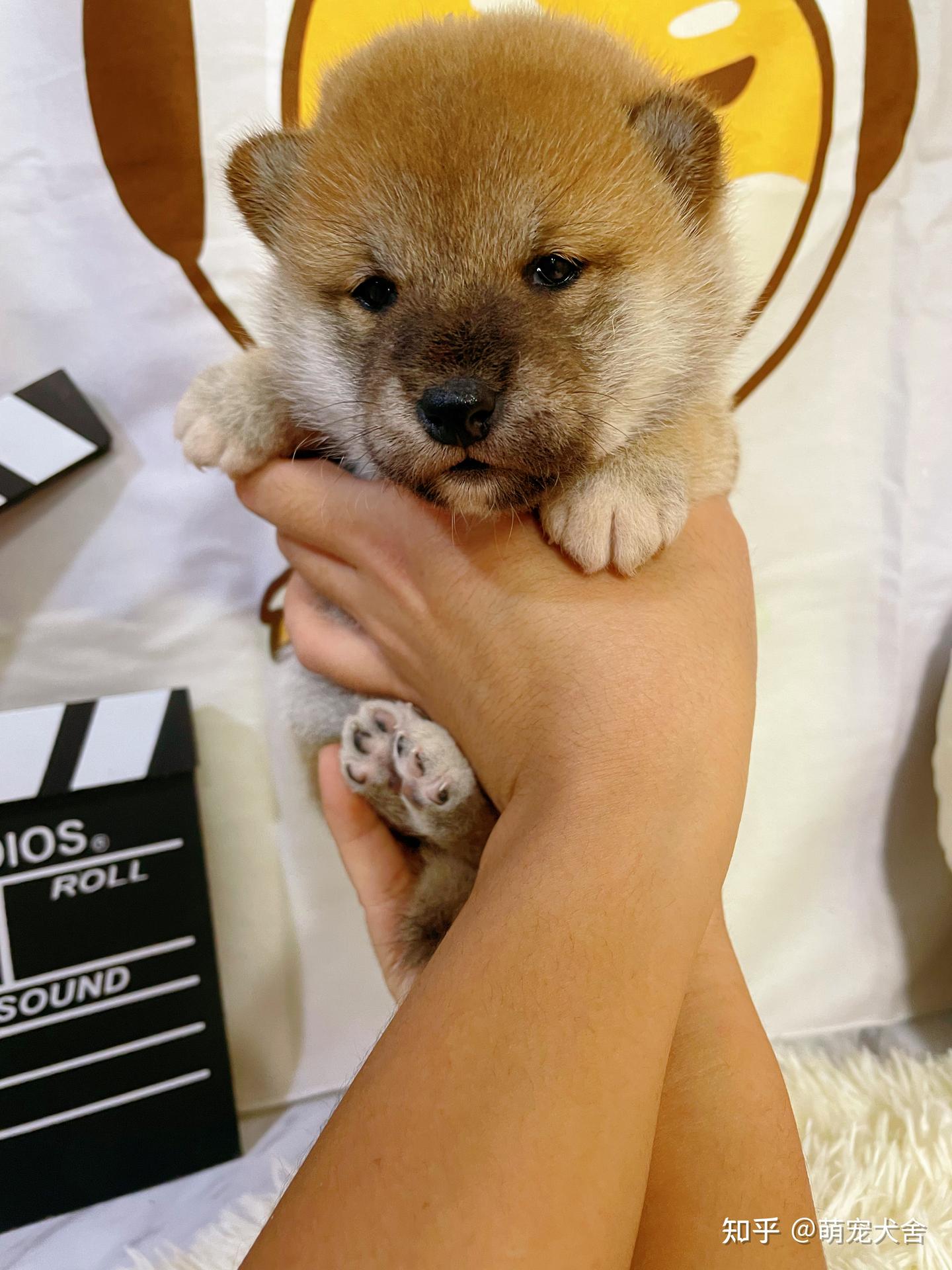 柴犬都有哪些颜色？柴犬哪个颜色是最好的呢？ - 知乎