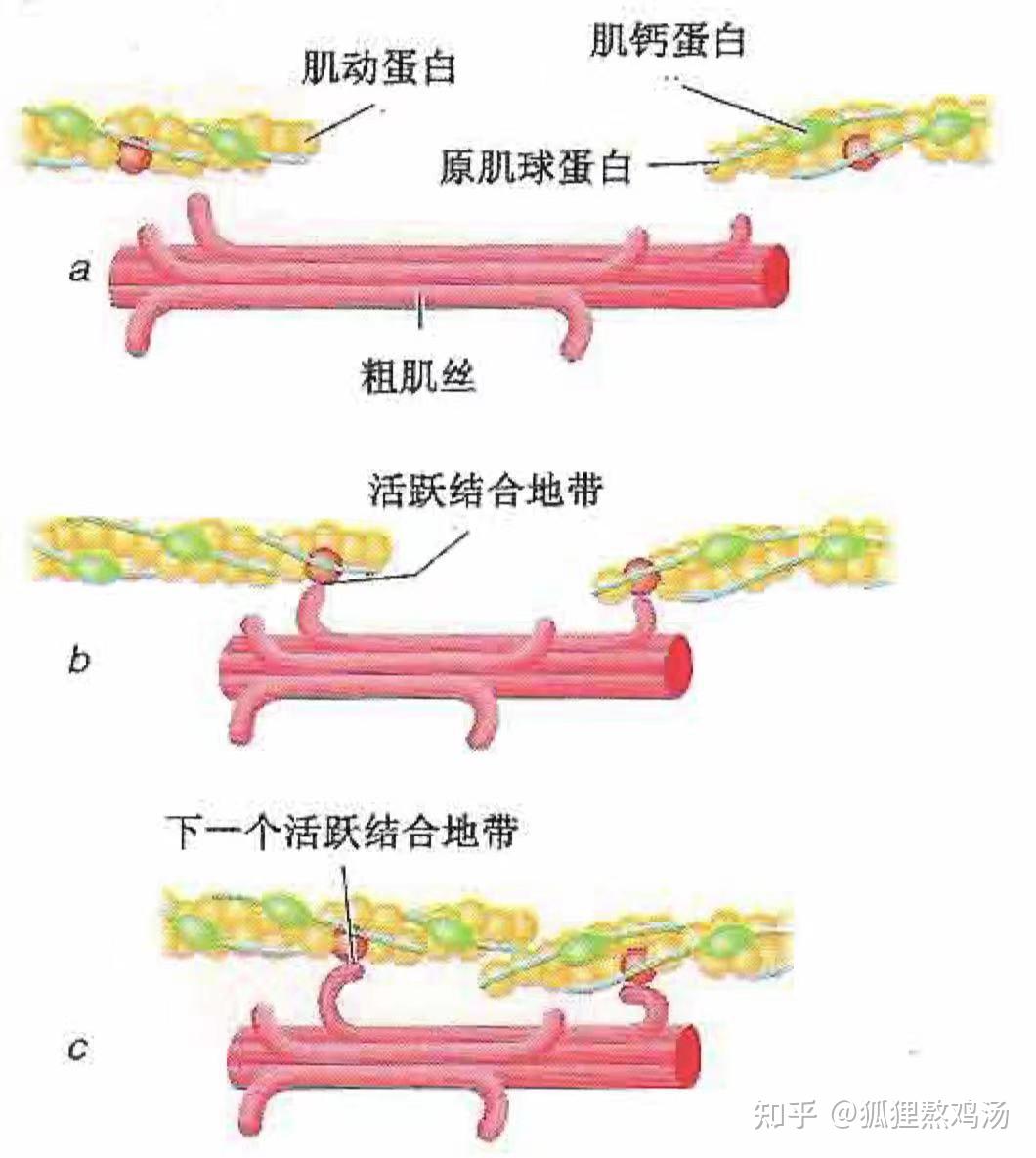 nsca1 运动科学 1 肌肉,神经和骨骼系统的结构和功能