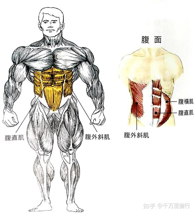 走路用到的肌肉图解图片