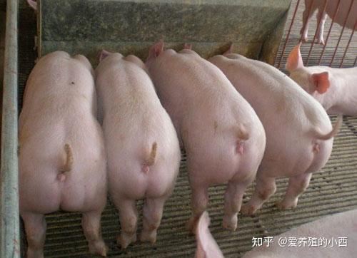育肥猪掉膘严重的原因找到了原来是肠炎在捣鬼