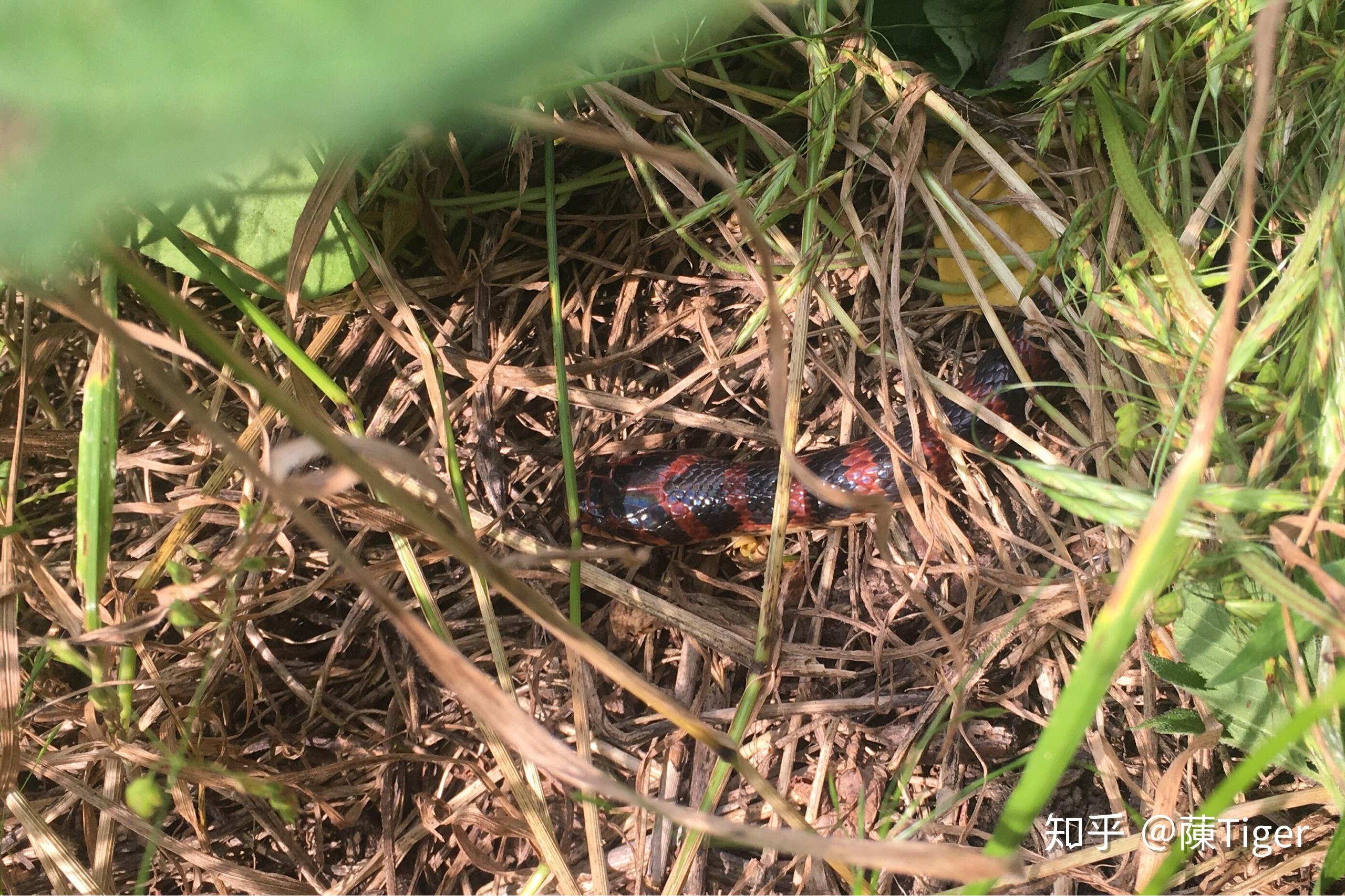 一种常见的小蛇火赤链蛇