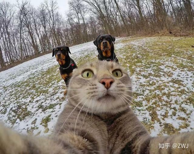 猫自拍怎么拍 v2-1153a938c8b806dcd6eb798b7b62a57d_r.jpg
