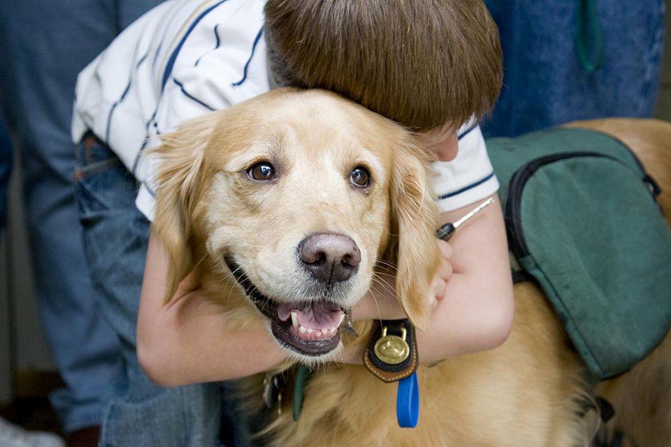 疗愈犬在疗愈人的时候自己会有压力吗 知乎