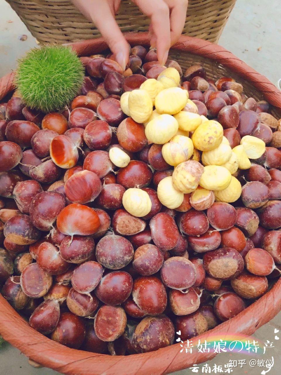 云南板栗