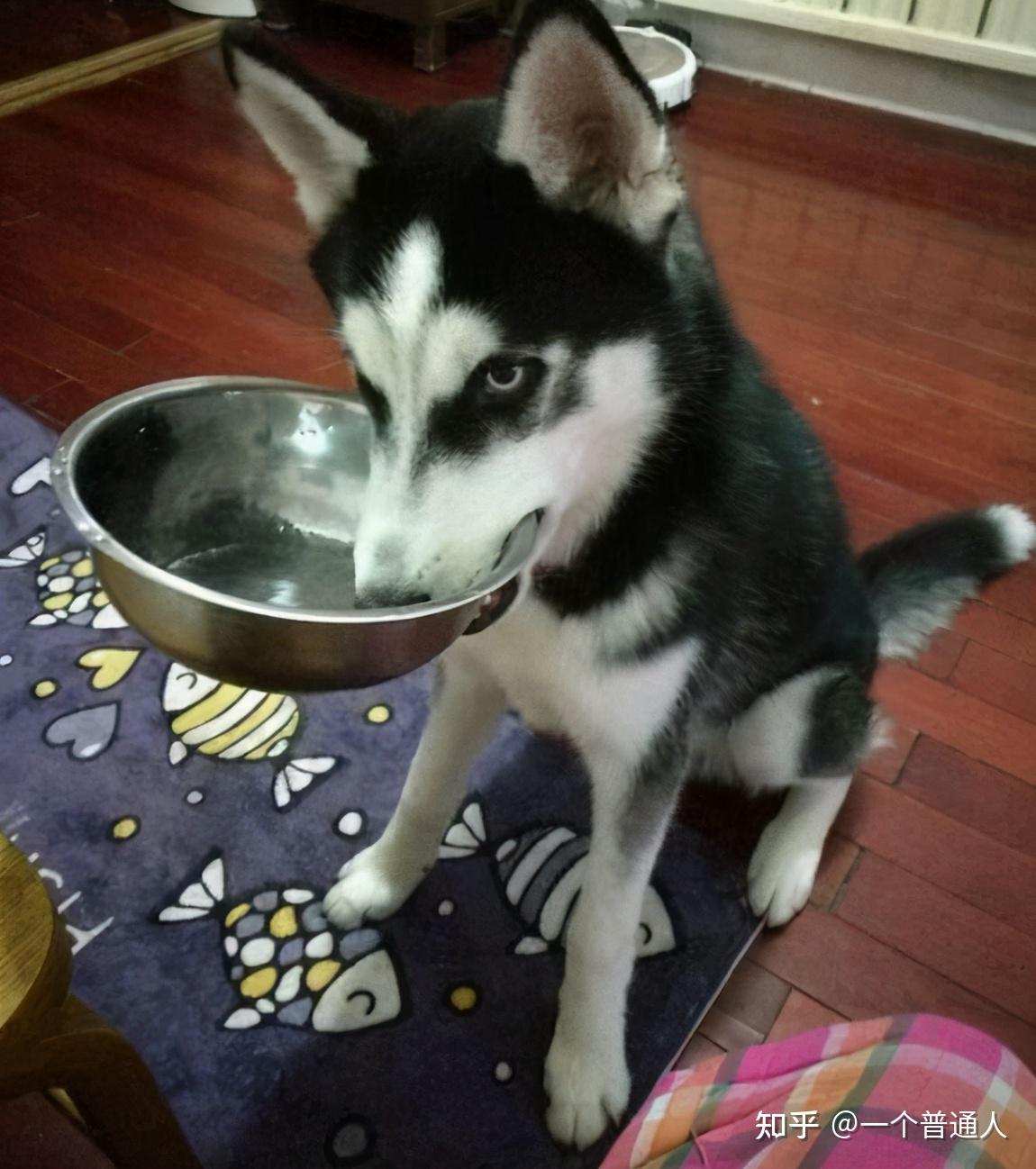 哈士奇从出生开始肠胃就很脆弱,而它们吃饭又喜欢以快速扫饭的形式,这