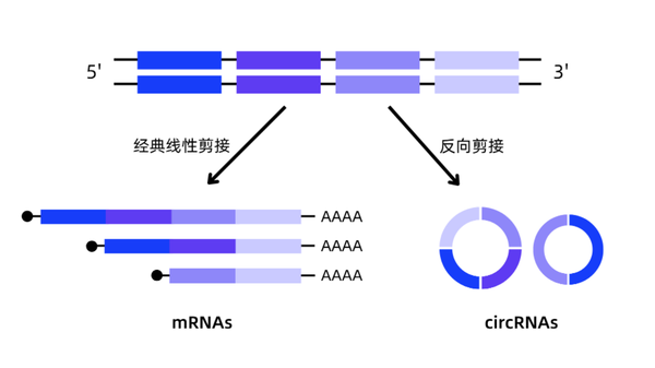 环状与线状RNA,孰优孰劣 - 知乎