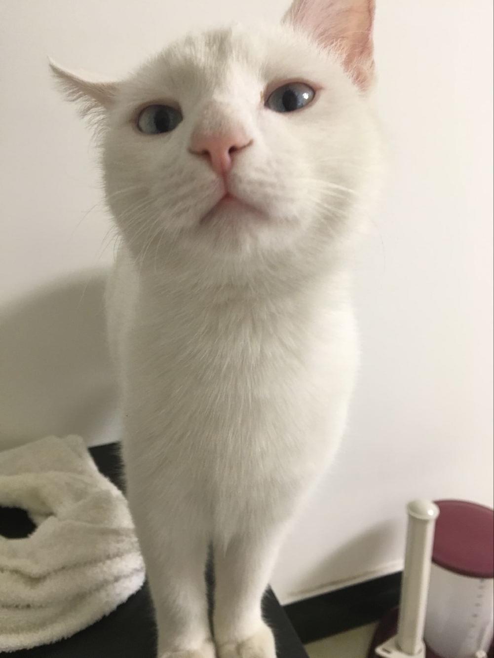 猫绝育的时候真的需要演戏吗?