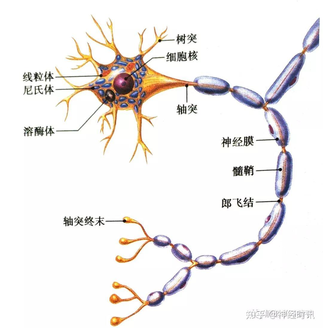 有髓神经纤维结构图图片