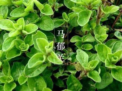 甜马郁兰这是安抚身心温暖抚慰的好手