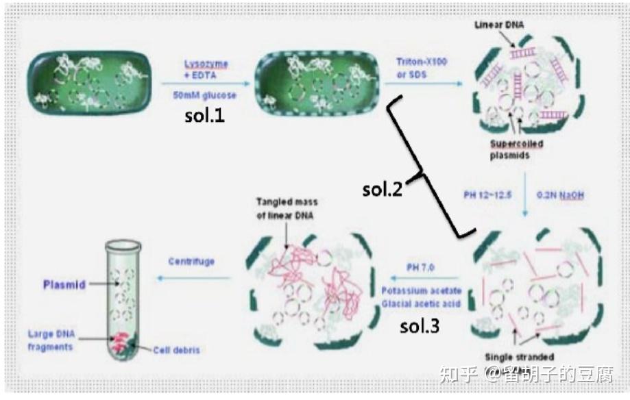 談談細菌質粒提取原理