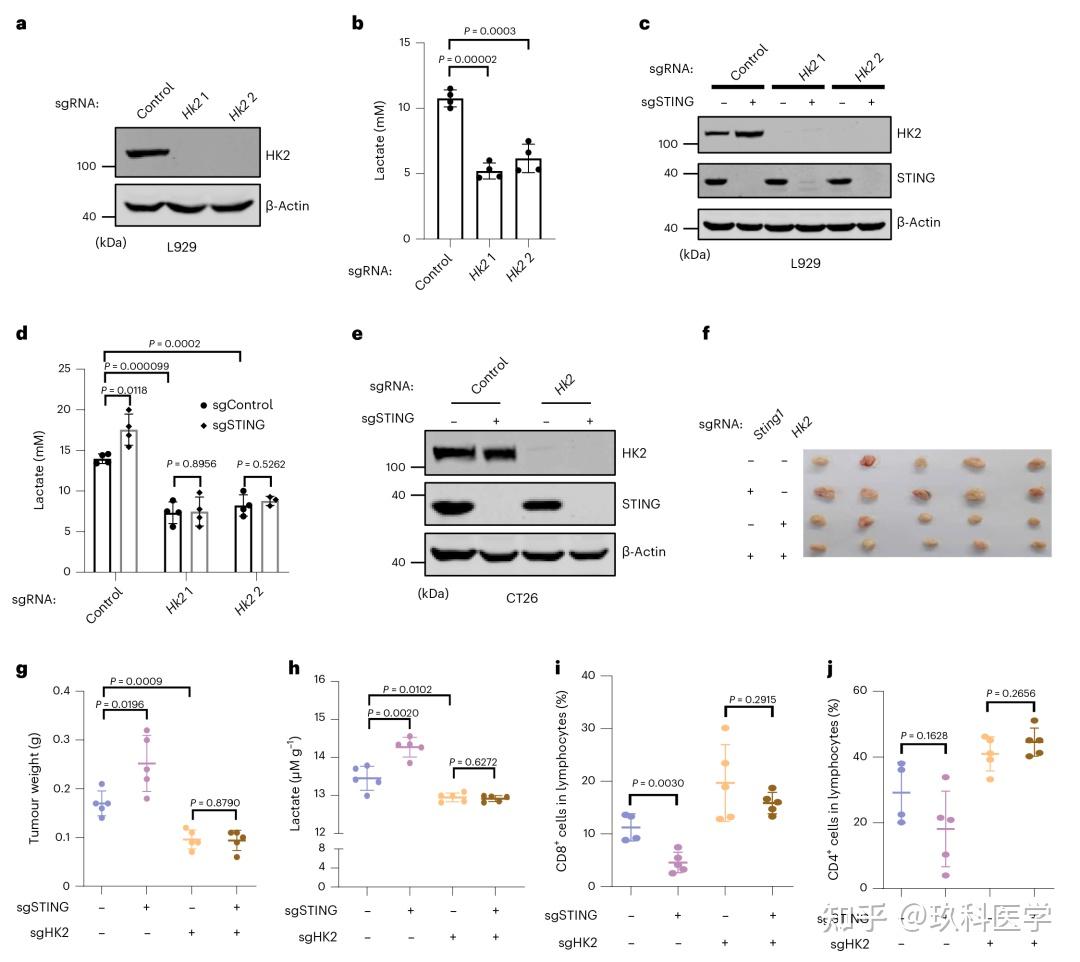 STING通路又登顶刊,看看21.3分的文章如何揭示STING的新功能 - 知乎