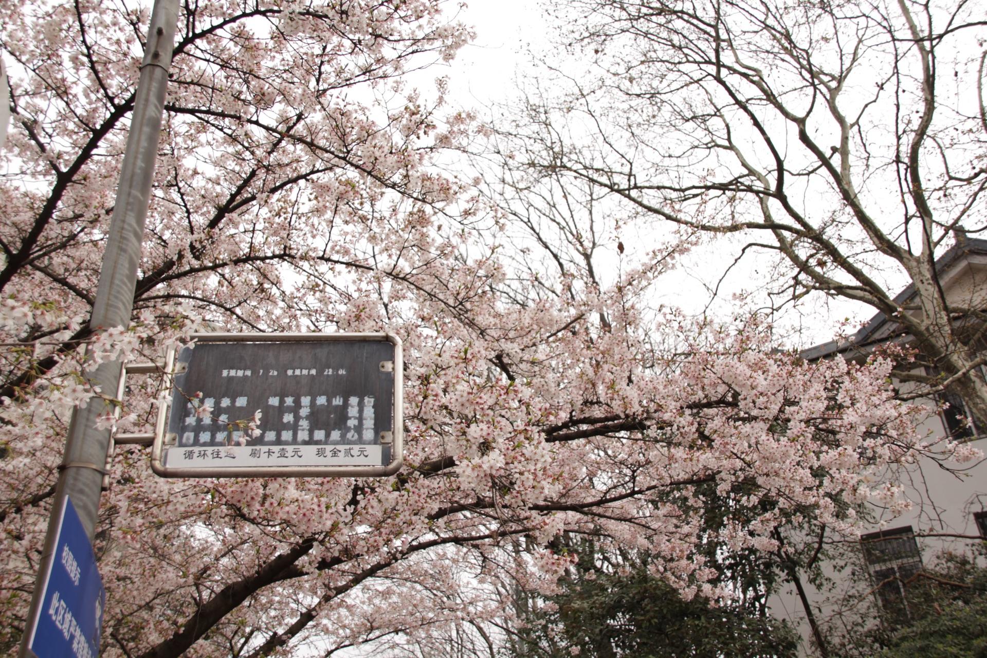 如何看待武大樱花季游客不文明现象?