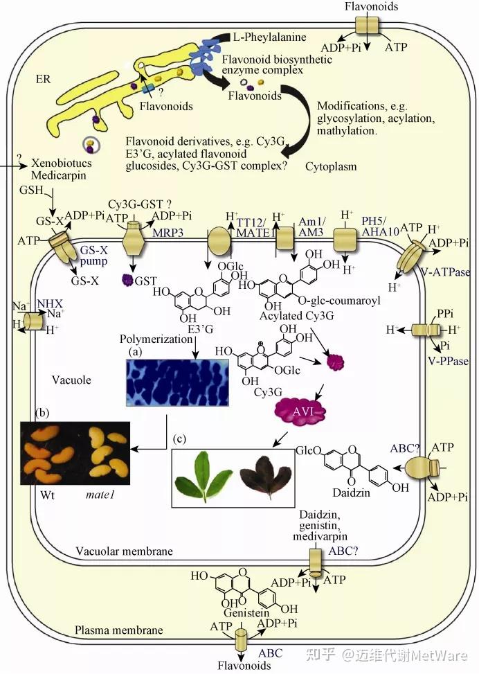 花青素苷的转运和积累很大程度上影响植物的颜色表型,但花青素苷从