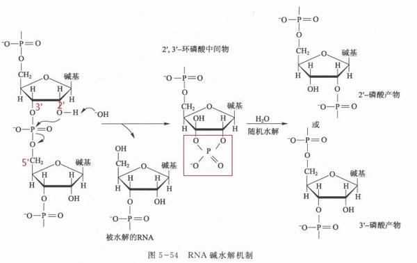 核酸化学 知乎 