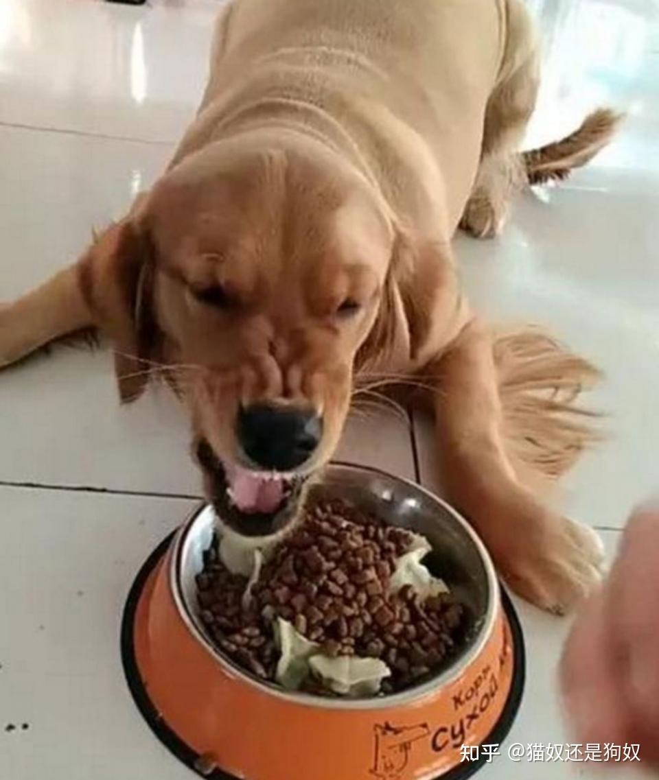 主人这几种行为,其实狗狗很讨厌,随时会攻击你 - 知乎