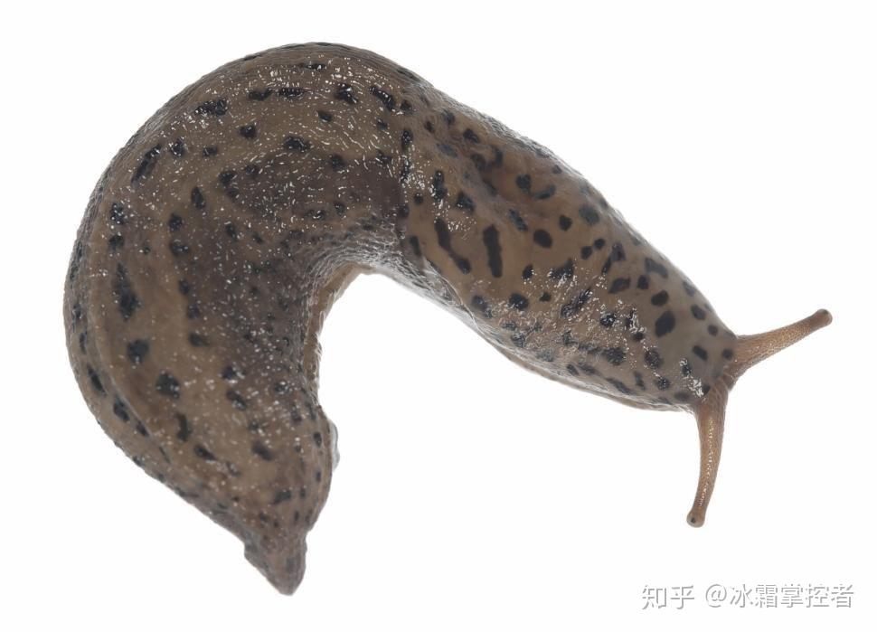 和蜗牛相似的动物有哪些? - 知乎