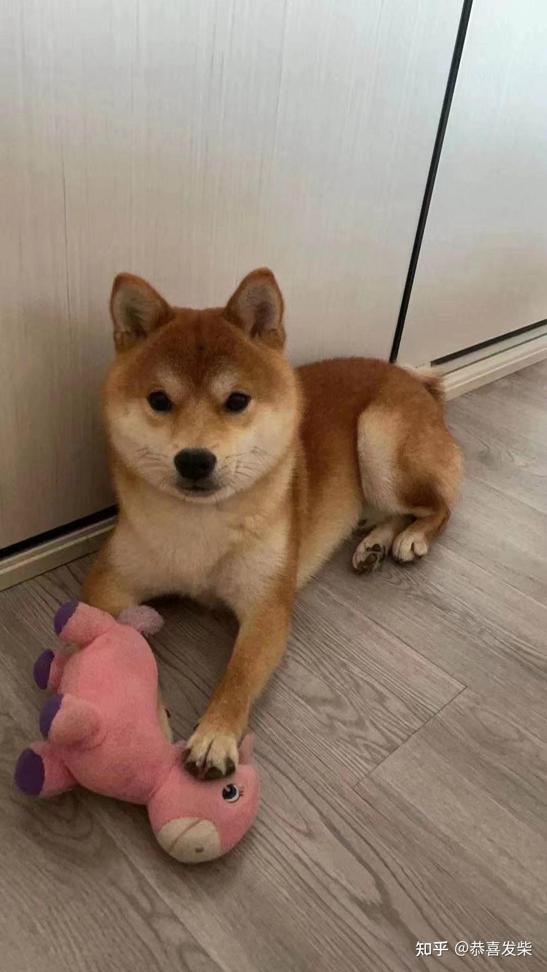 豆柴犬与传统柴犬比较,体型只有标准柴犬的一半大小.