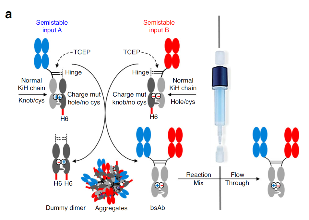 Roche的FORCE双抗技术：knobintohole升级版 知乎