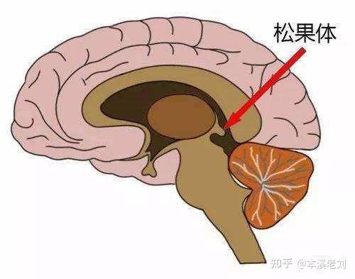 【两篇】松果体,人类的第三只眼睛,又称为天眼,它是否能开启? - 知乎