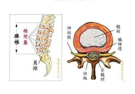 脊髓马尾位置示意图图片