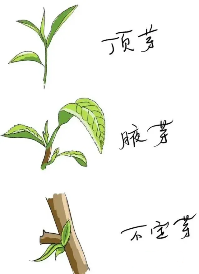 茶树的茎是连接茶树根,叶,花,果等器官的轴状结构.茎的尖端为芽.