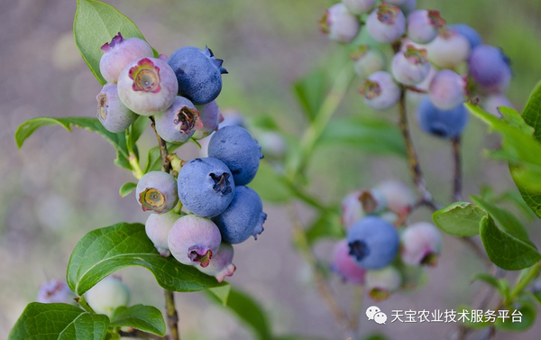 冬暖式蓝莓大棚温度调控技术详解 知乎