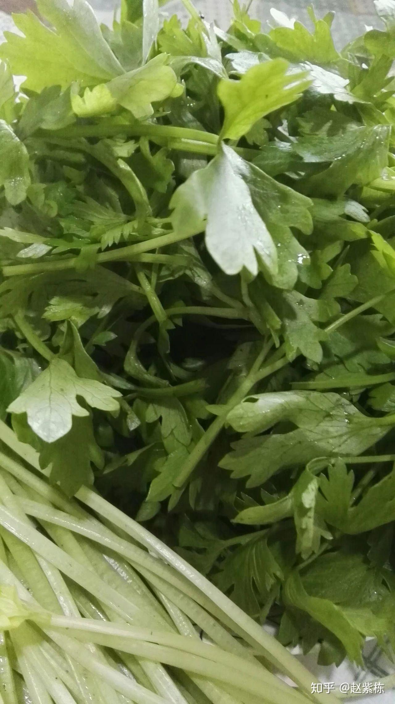 小家芹也叫毛芹菜