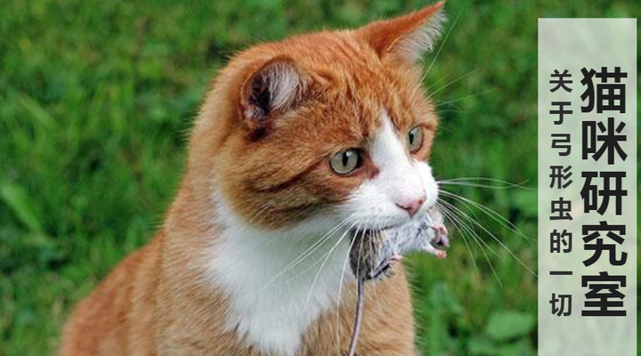 人感染弓形虫有多难 只有吃下新鲜的猫便便才行 知乎 人感染弓形虫有多难 只有吃下新鲜的猫便便才行 知乎