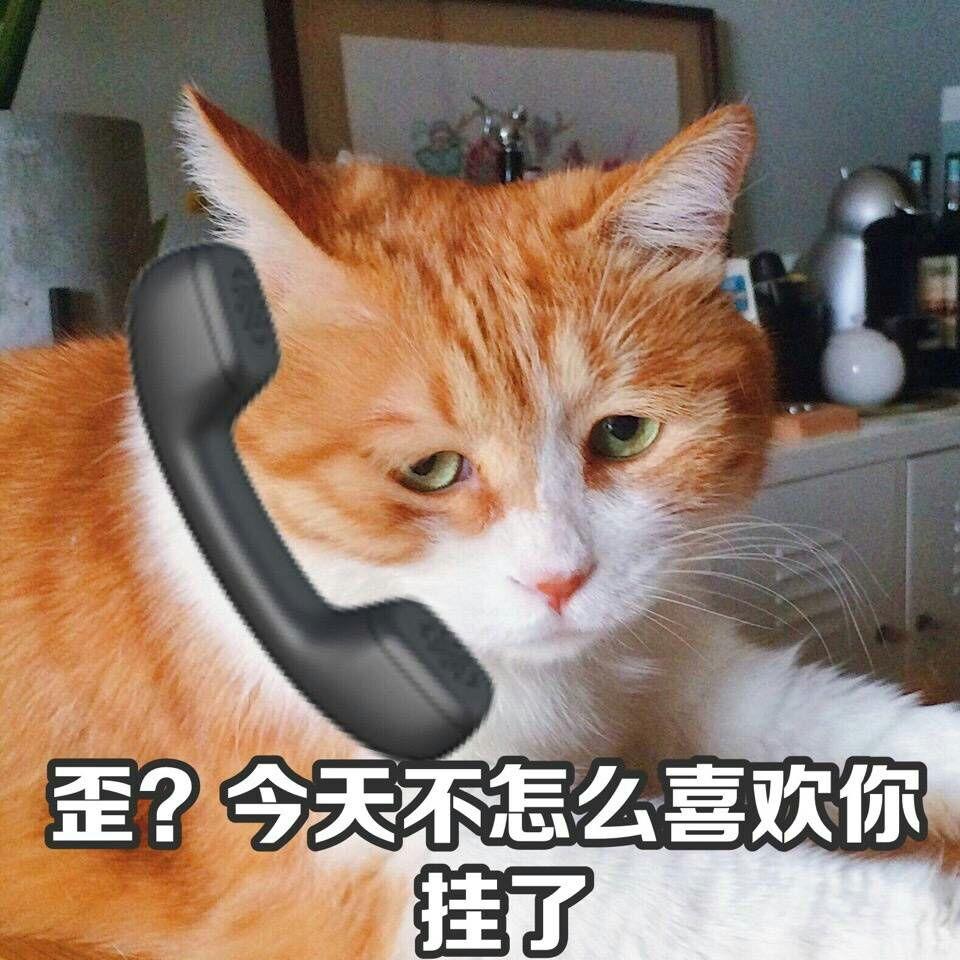 云养猫是什么样的体验? - 知乎