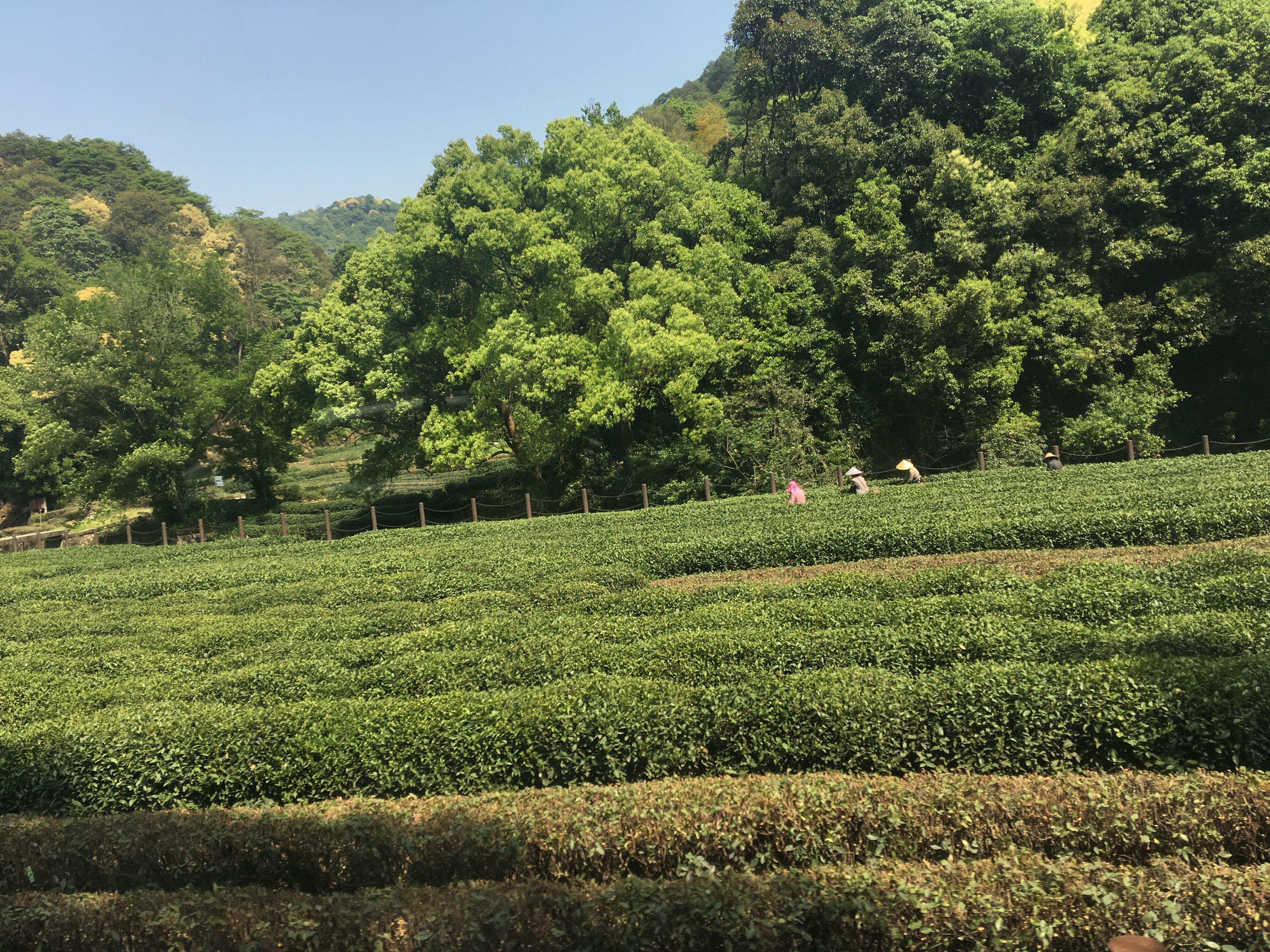 【浙江游记】杭州-梅家坞茶园——松轩竹径,药圃花蹊,茶园稻陌,竹坞梅溪 - 知乎