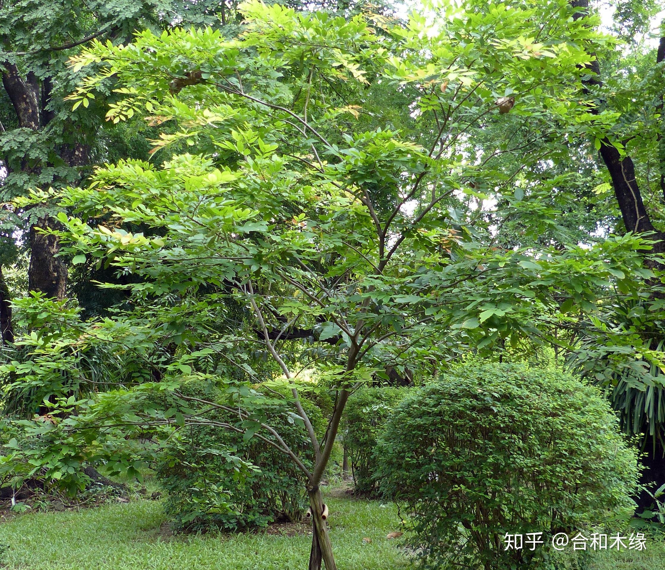 認識國標紅木92雞翅木之白花崖豆木緬甸雞翅木黑雞翅