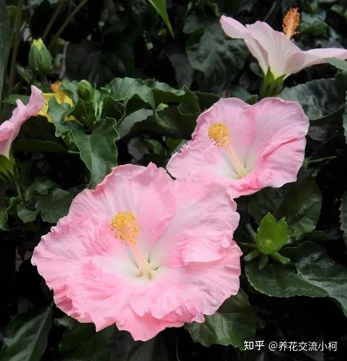很多人养不好朱瑾,别人露养户外却可常年开花,环境太关键了 - 知乎