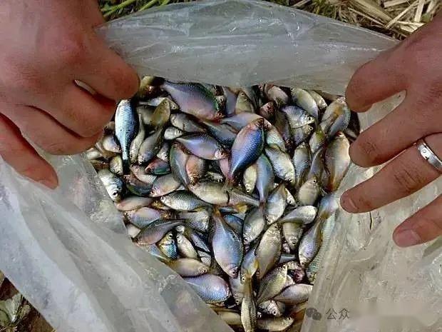 但是从另一个方面来讲,鳑鲏对水质的要求比较高,因为它们在产卵上有