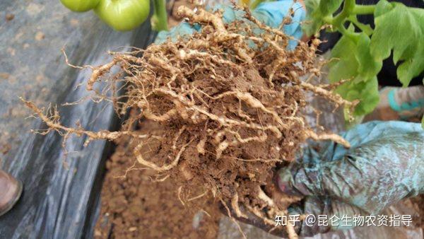 根结线虫怕什么?土方法治疗根结线虫应该怎么做 - 知乎