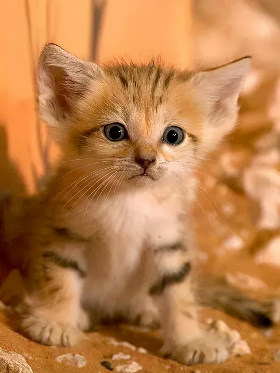 非洲地区包括:摩洛哥,阿尔及利亚,埃及,突尼斯,利比亚,马里,尼日尔,毛