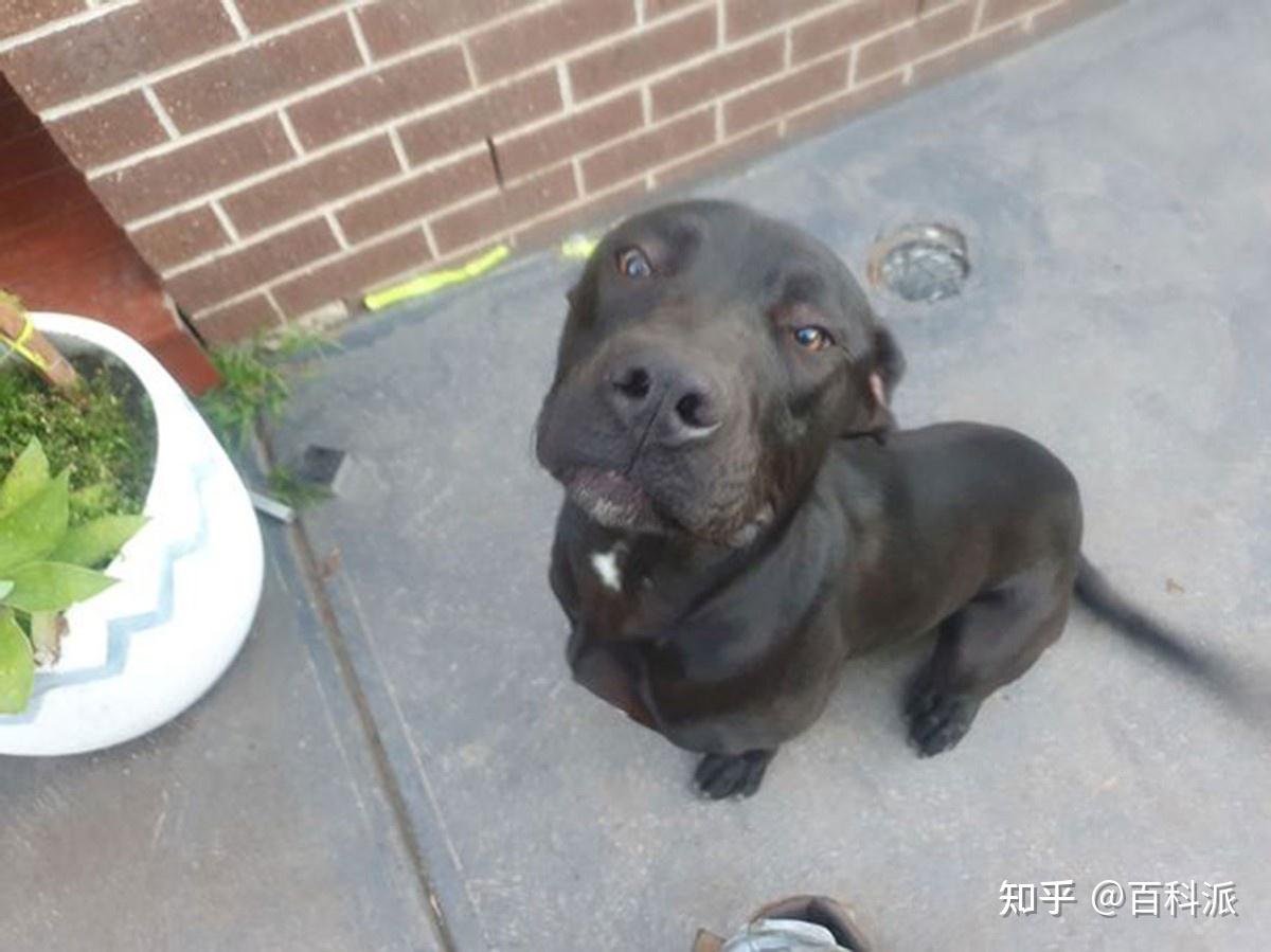 狗真能看见人看不到的东西?男子监控中看到,狗和"幽灵狗"玩耍