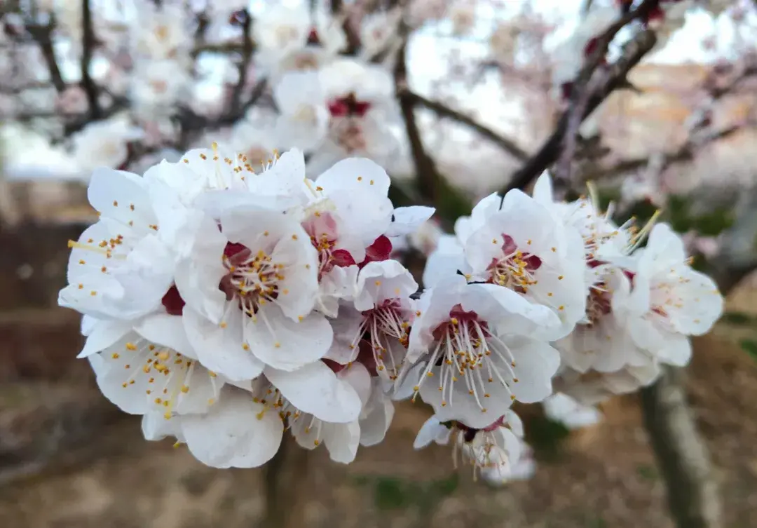 周末踏青好去处河南三门峡灵宝春天杏花满园开一起云赏花