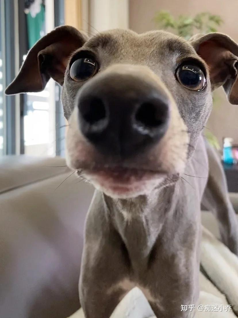 “稀有”灵缇犬，新手能养吗？ - 知乎