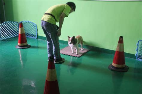 训犬讲堂训犬师必备技能宠物繁养篇第四课宠物日常喂养 知乎