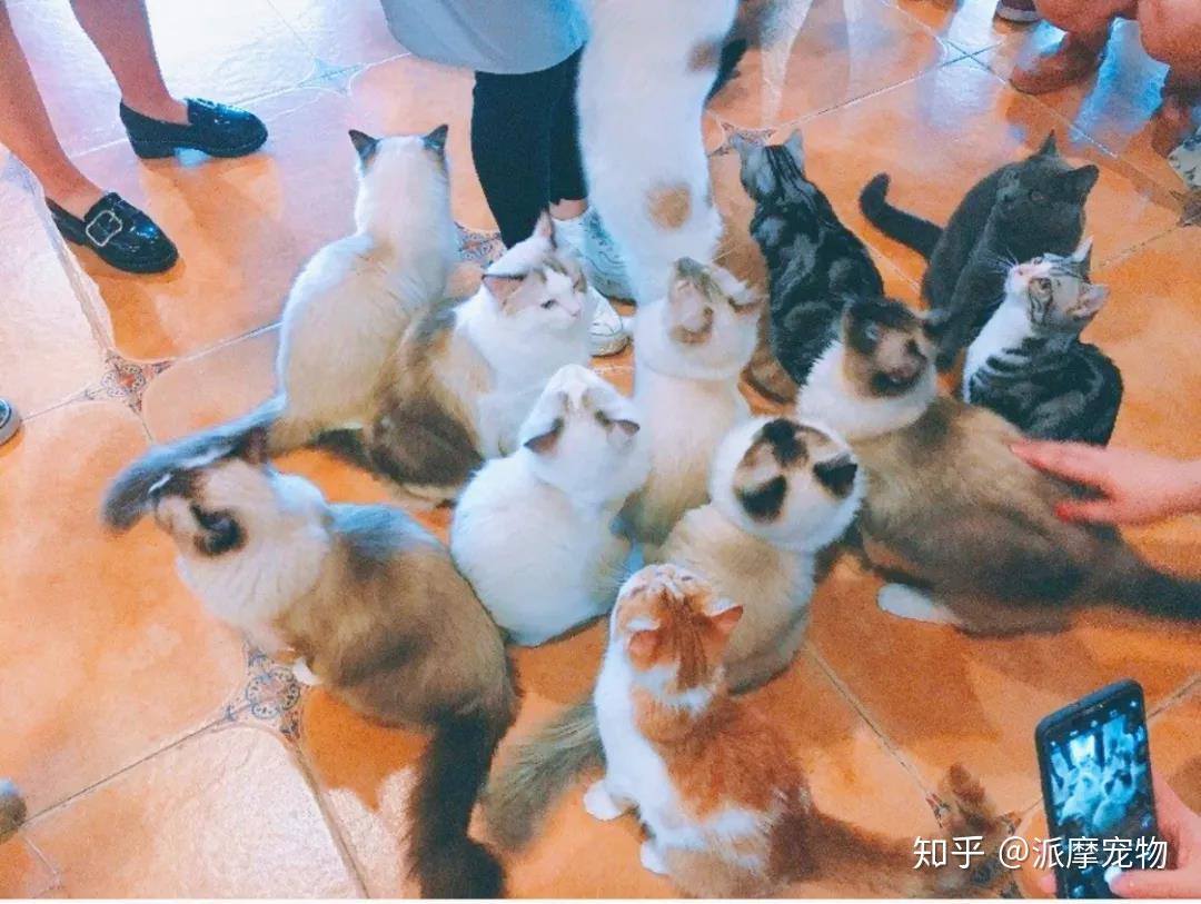 派派探店|从猫咖到狗咖,宠物店能学到什么 - 知乎