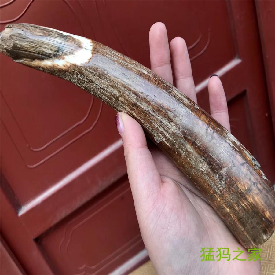 猛犸牙雕中心老玩家教你犸象牙真假辨别的方法