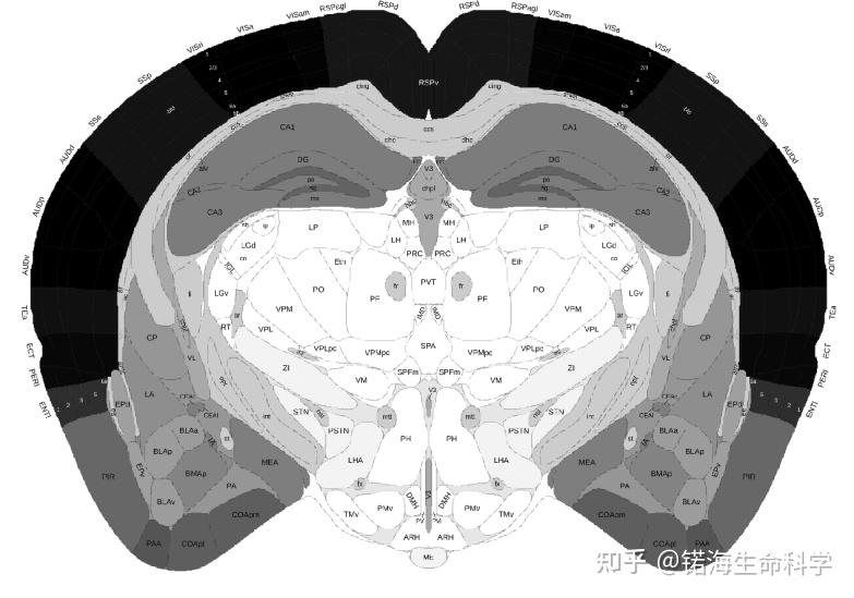 小鼠脑切片分区功能图图片