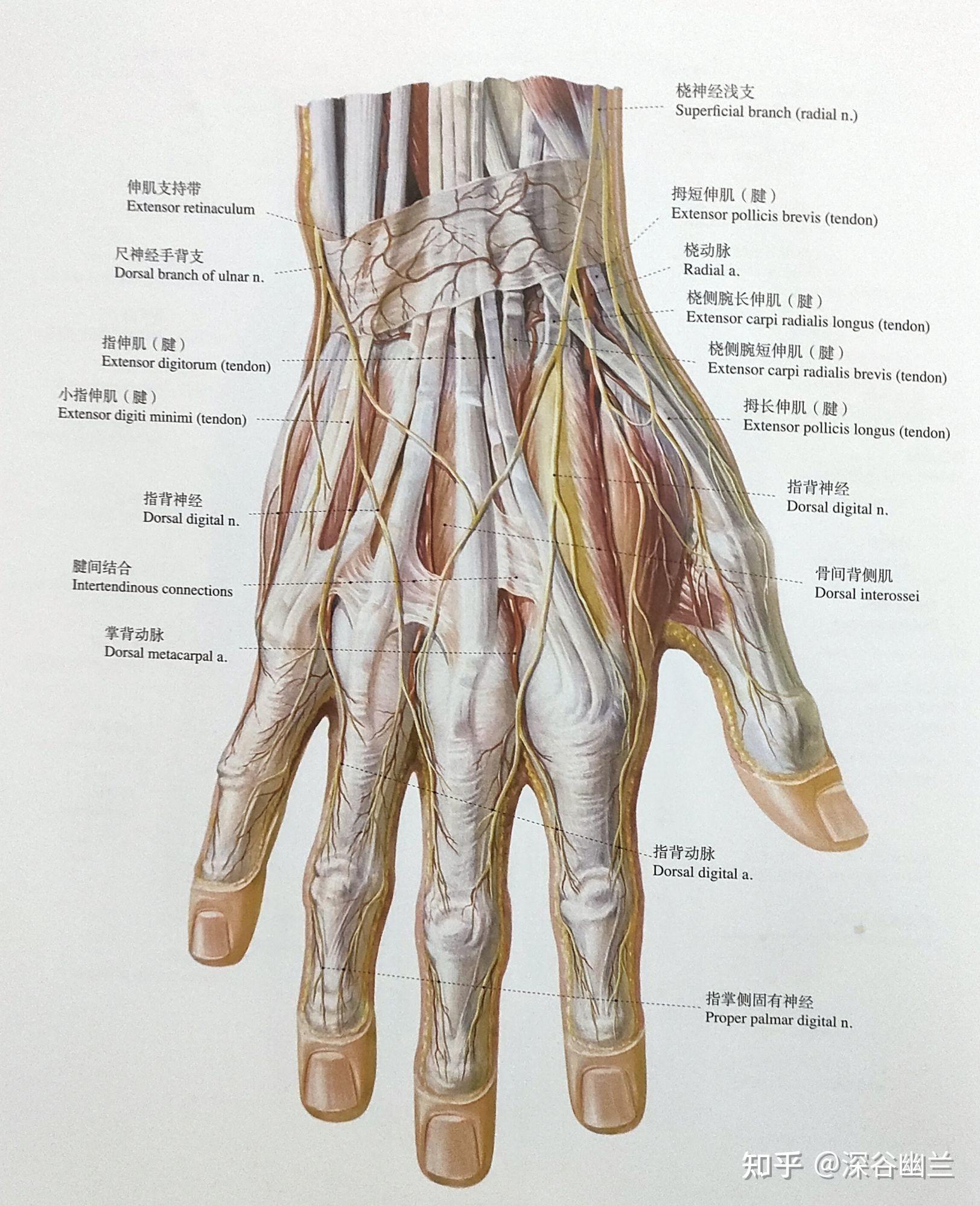 手背解剖结构图片大全图片