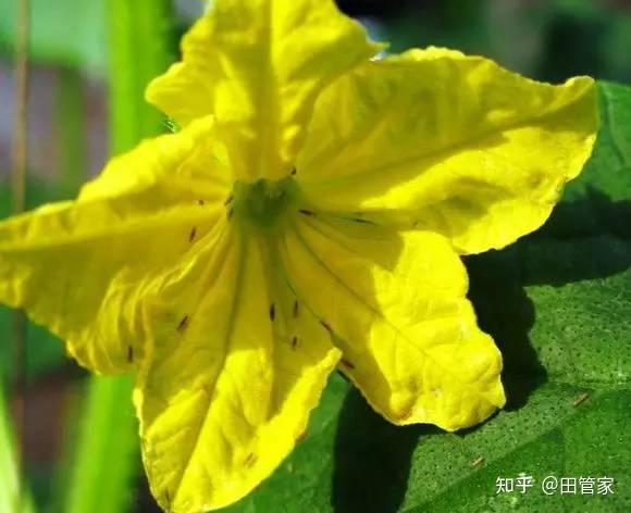 家庭养植花卉常见病虫害及其防治方法- 知乎