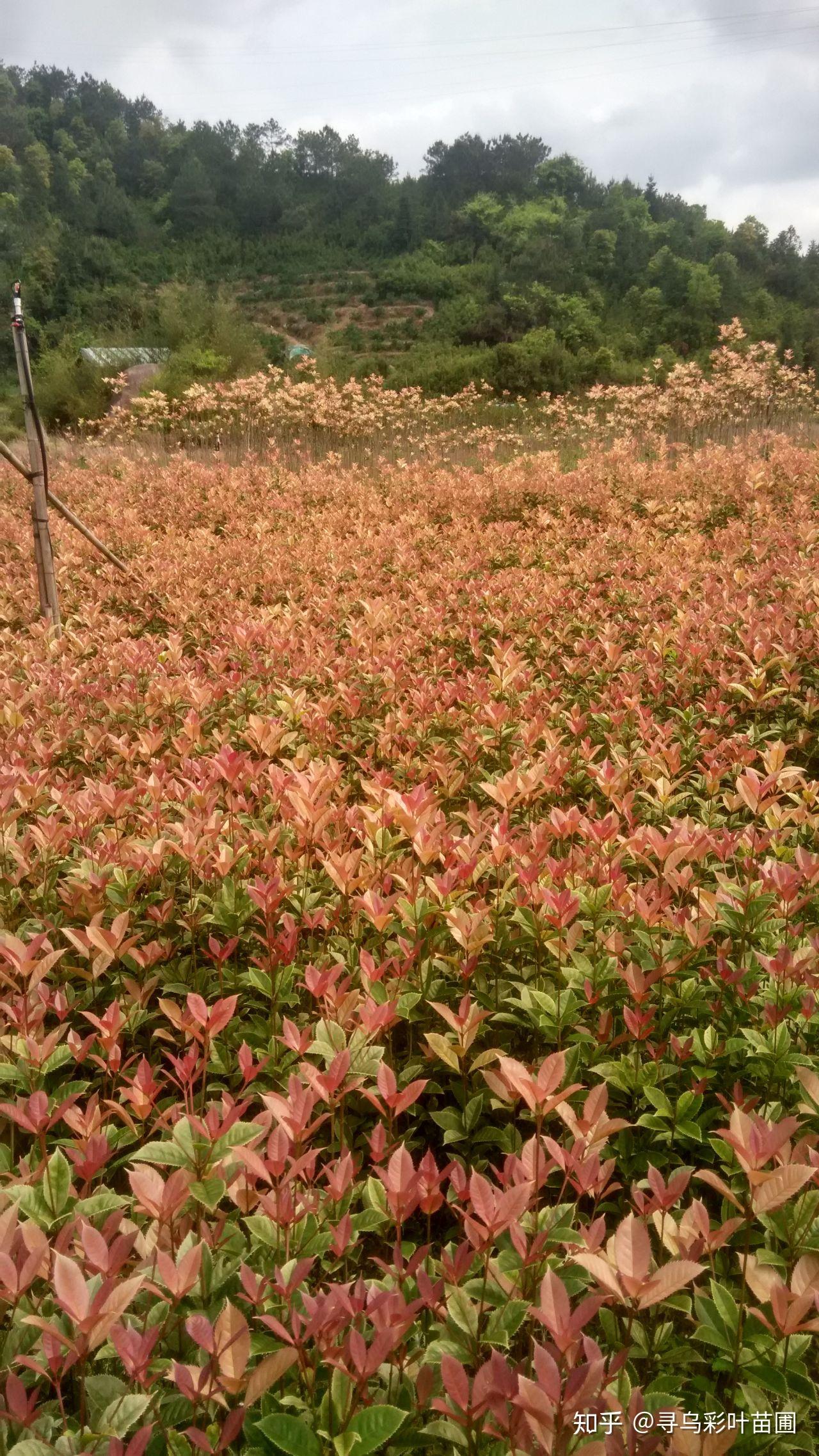 彩叶桂花之五彩桂