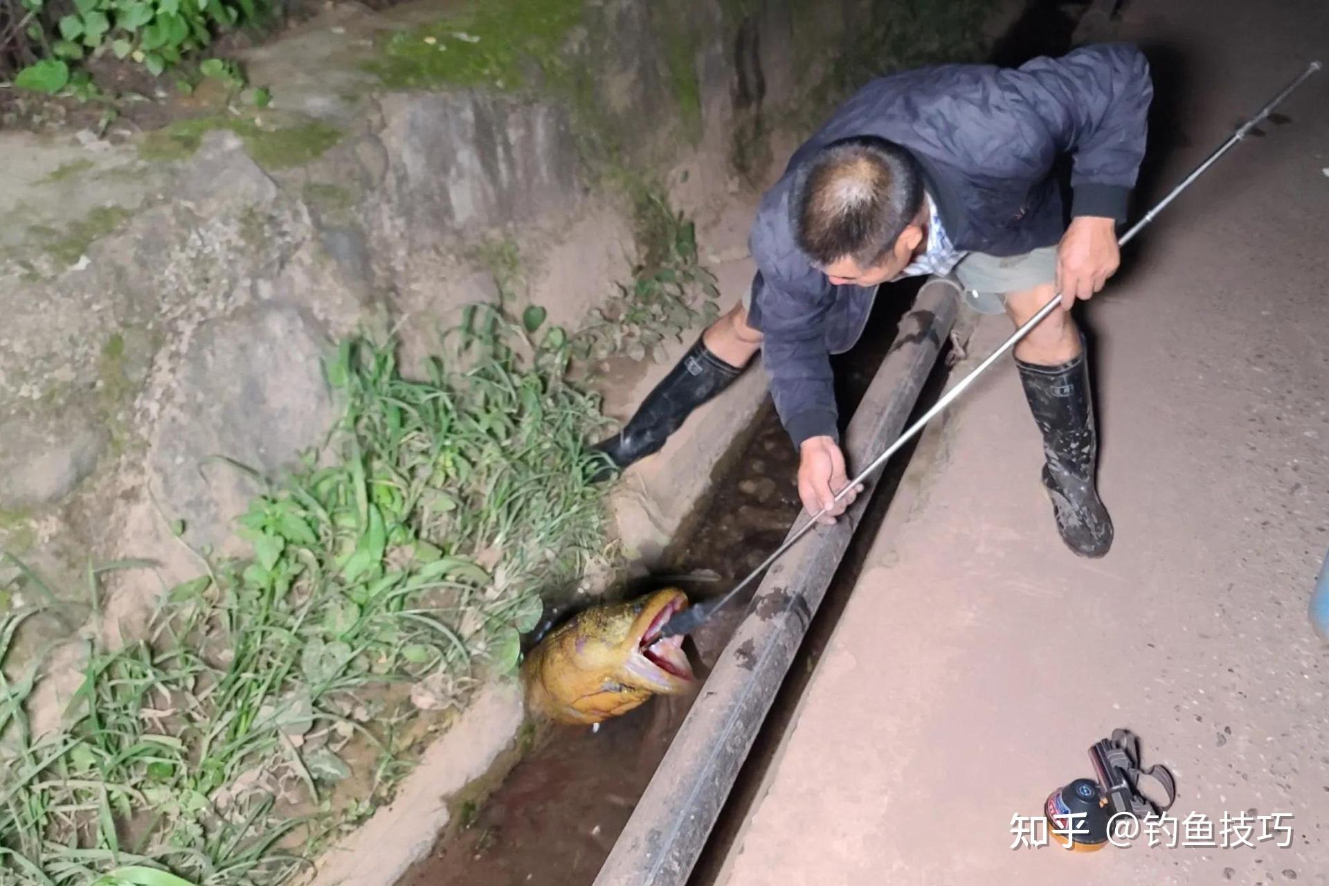 如何钓黄鳝?钓黄鳝的5个技巧