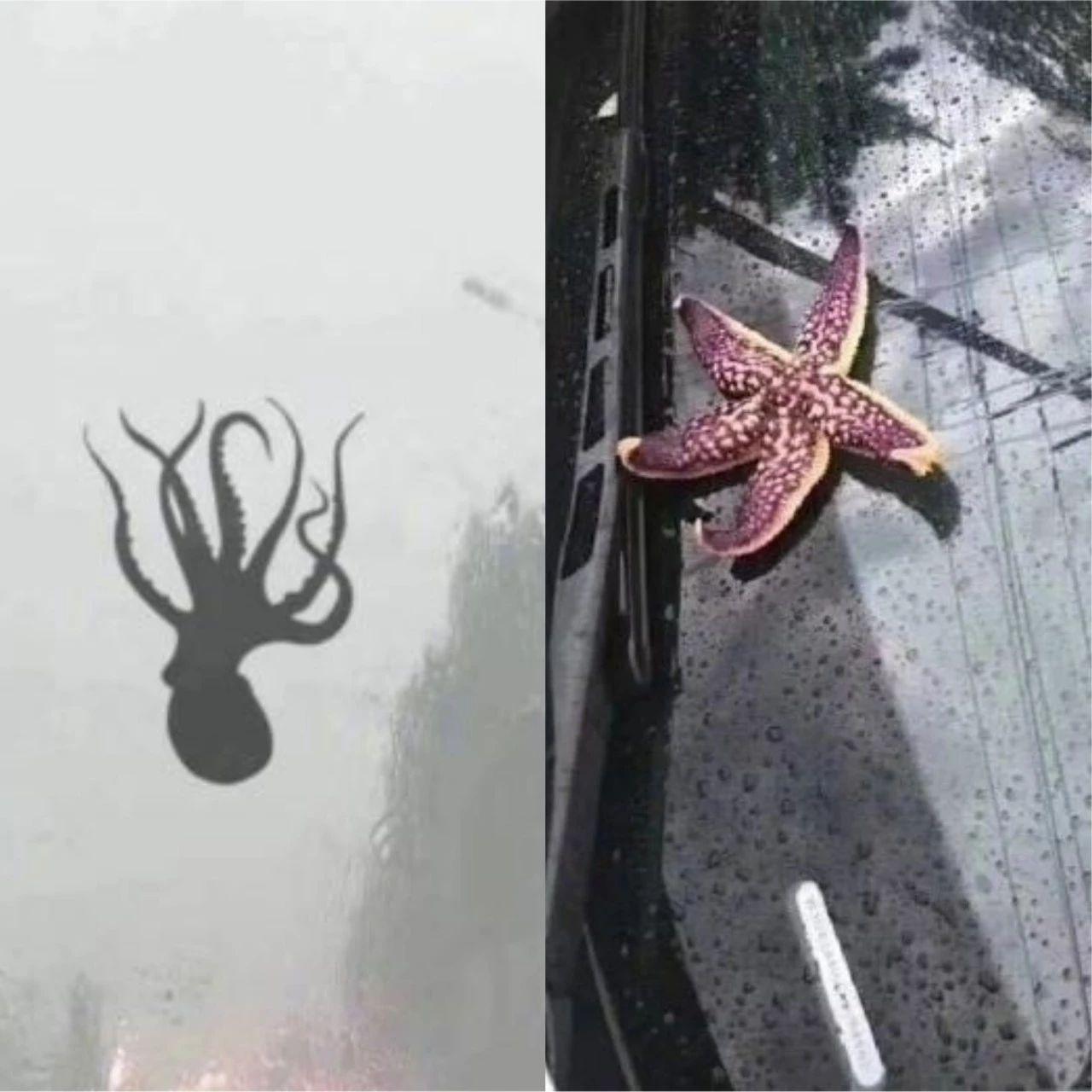 the elder)记录下了一场挟裹着青蛙与鱼类的暴风雨