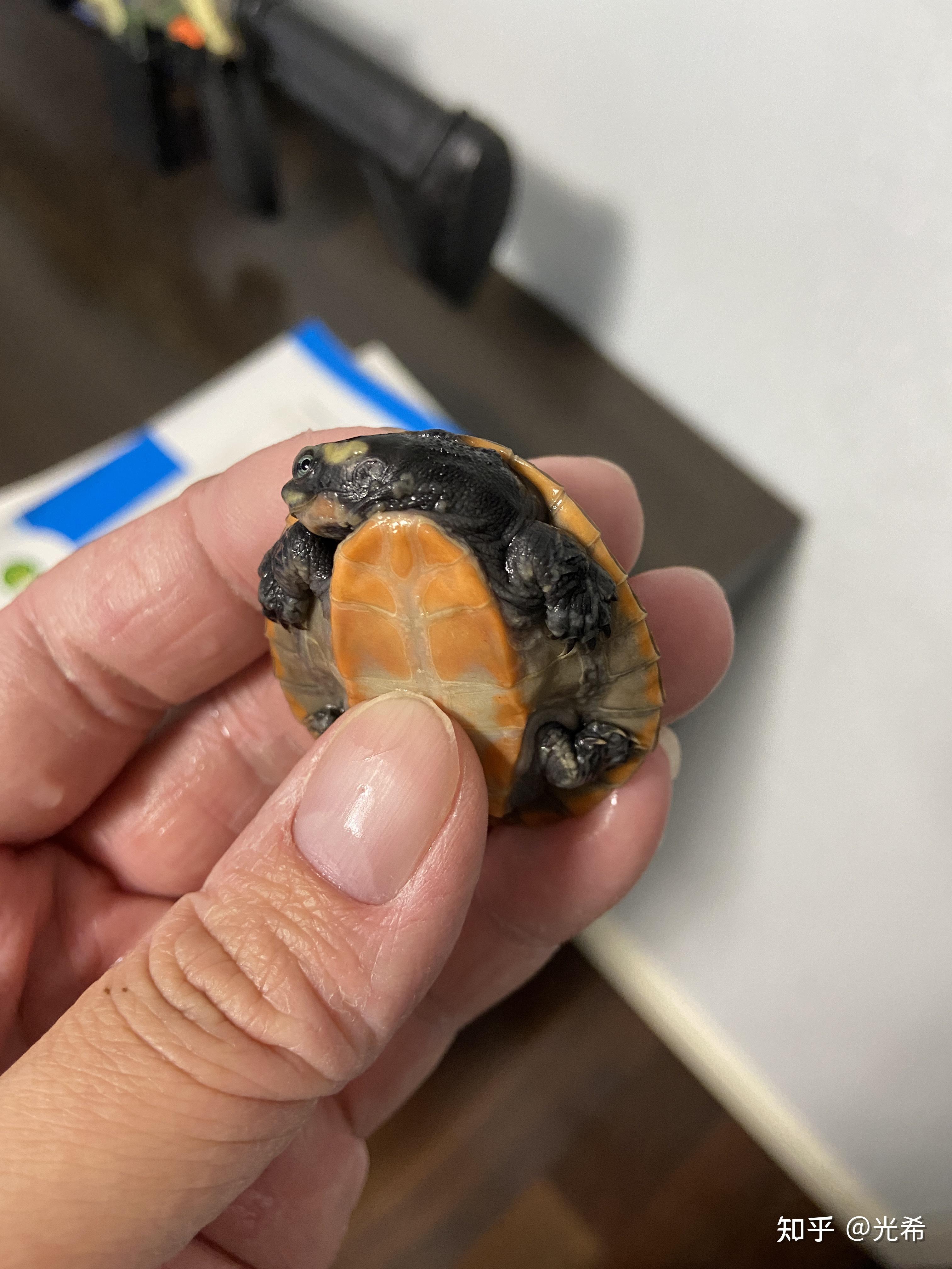 圆澳,这是腐皮吗?