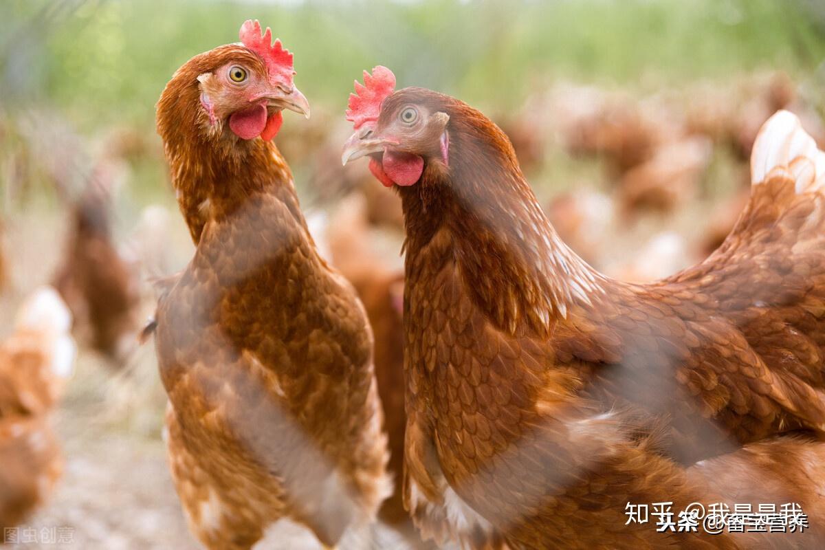 薇甘菊对鸡粪堆肥过程中抗生素抗性基因及病原微生物的影响 - 知乎